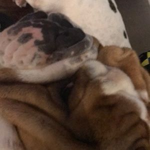 Meet your Posher, Abraham